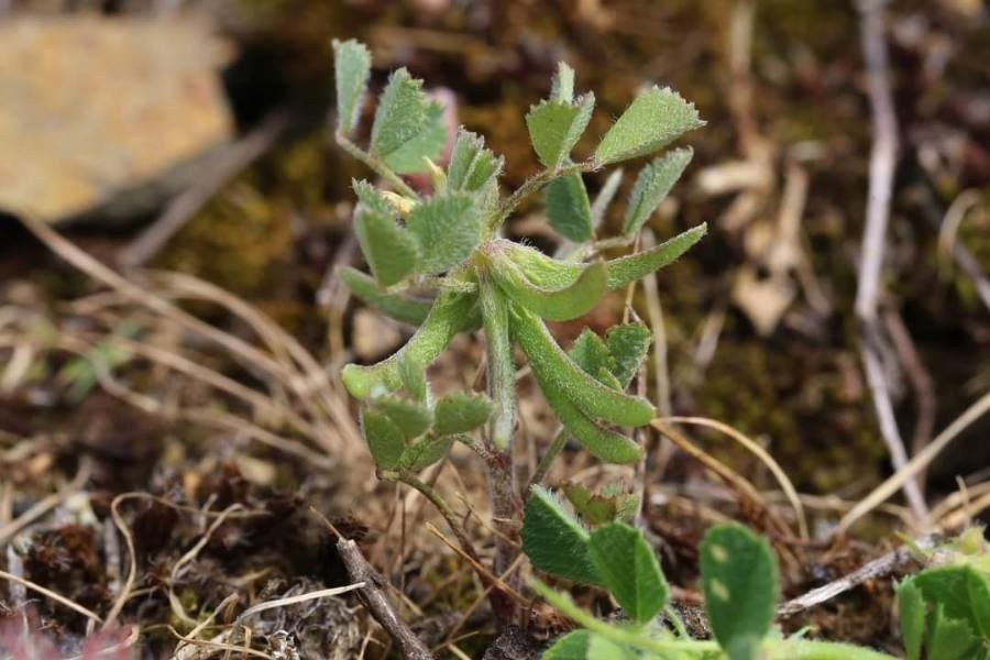 Medicago monspeliaca leaf