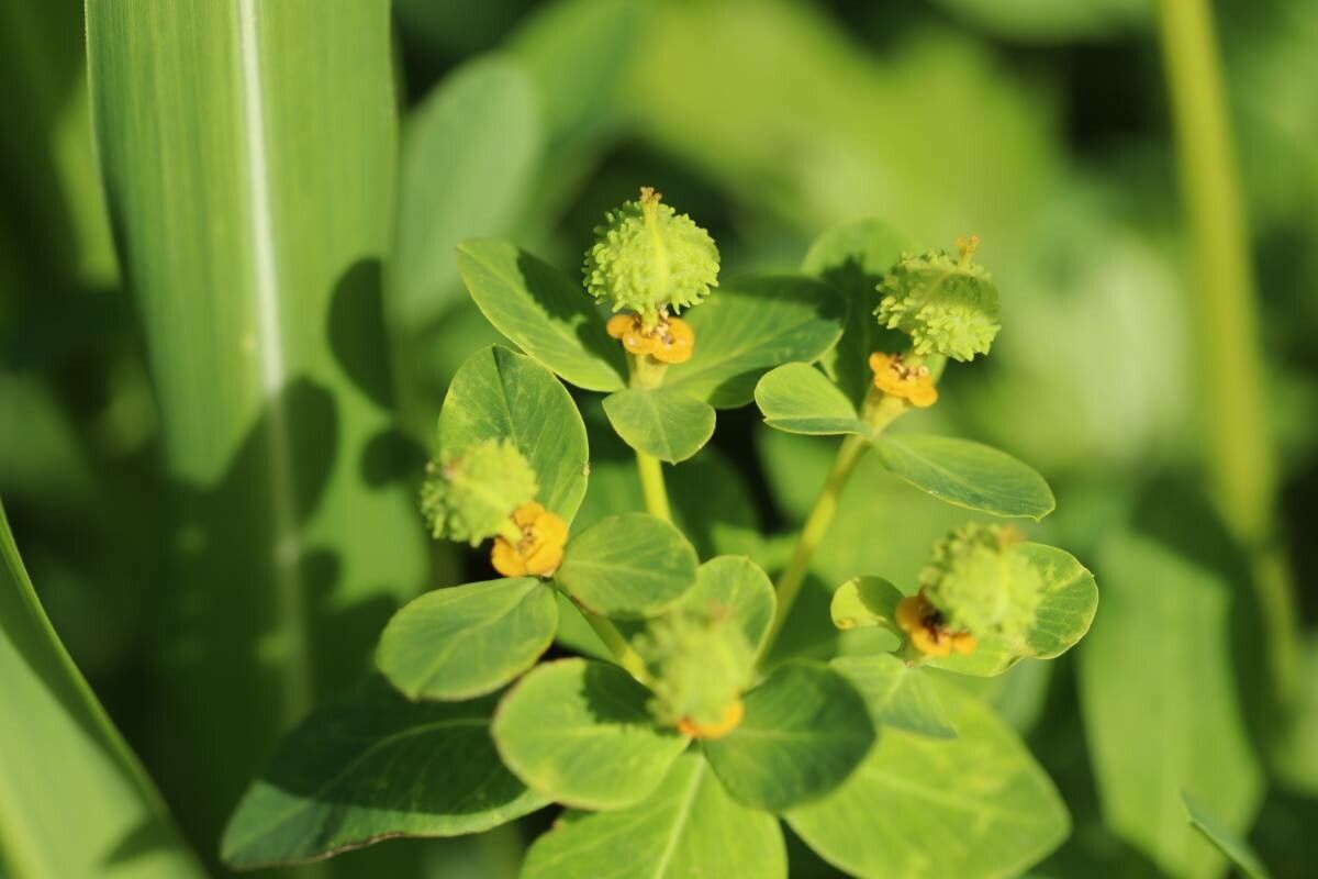 Euphorbia adenochlora — houseplant care guide