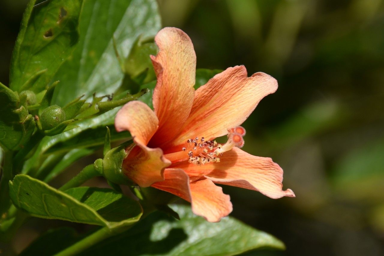 Hibiscus liliiflorus — large blooms houseplant