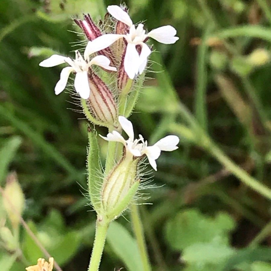 Silene gallica flower