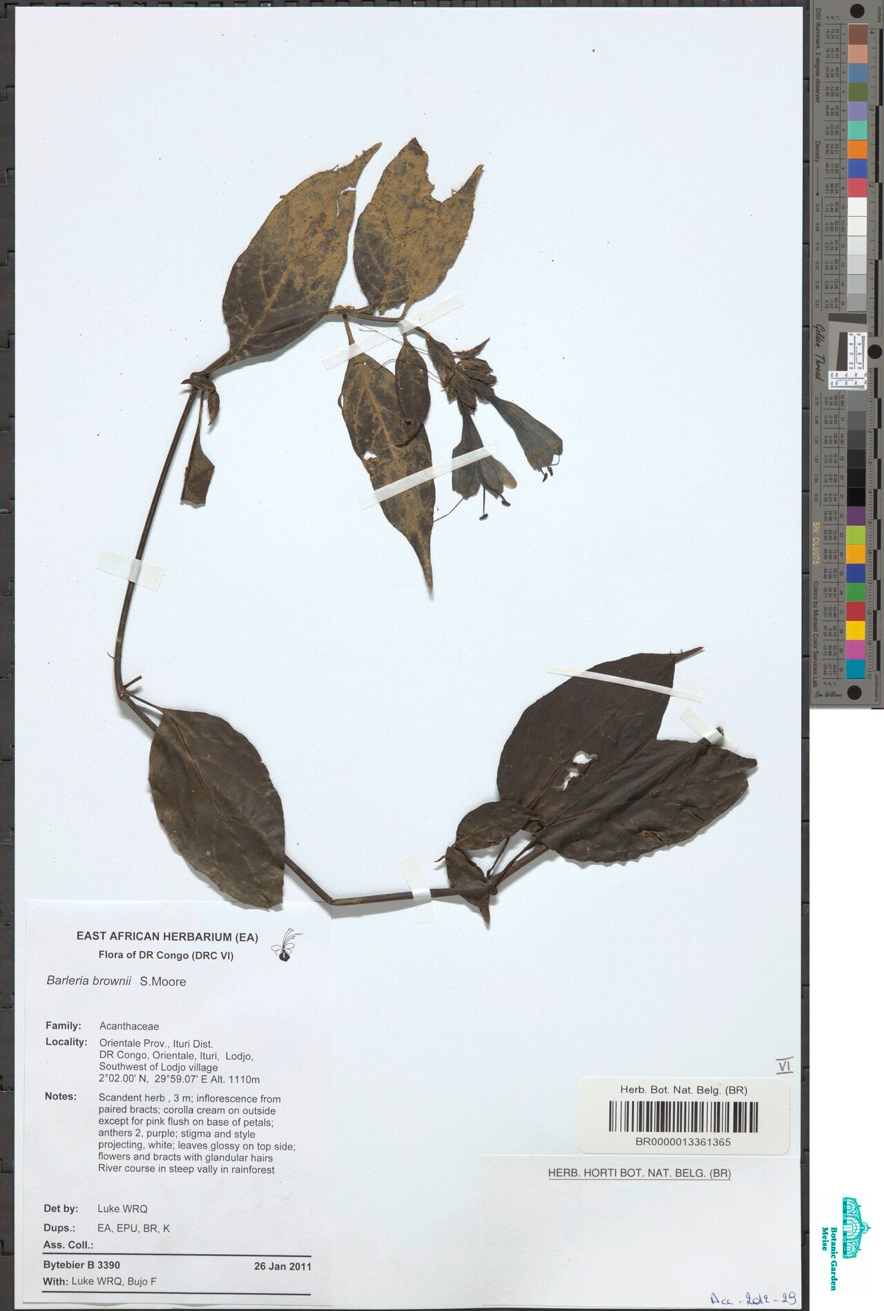 Barleria brownii — houseplant care guide