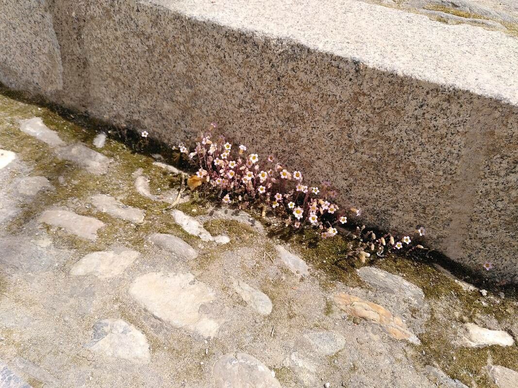 Sedum mucizonia habit