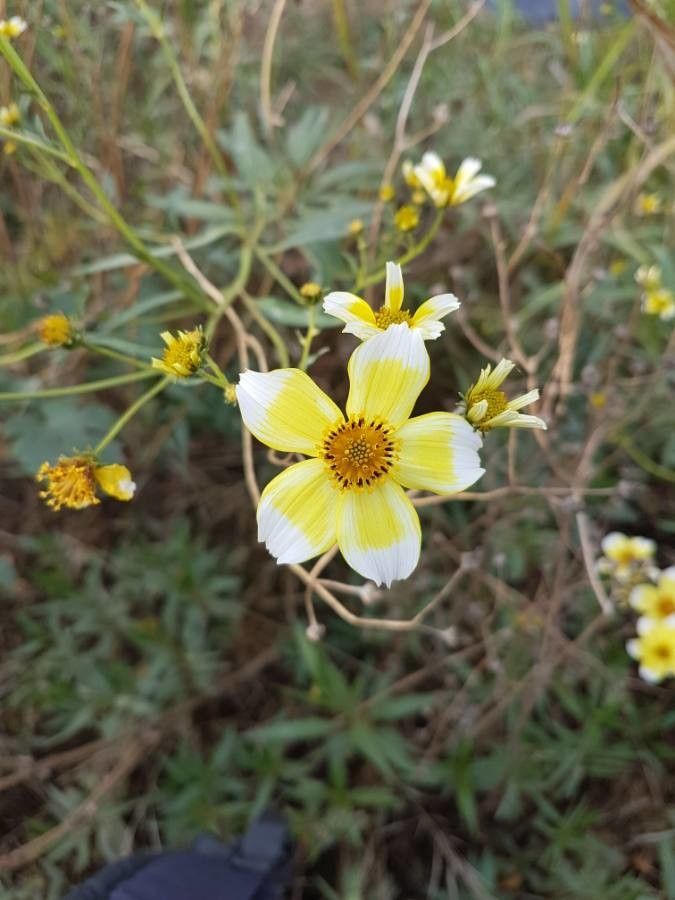 Bidens aurea fruit