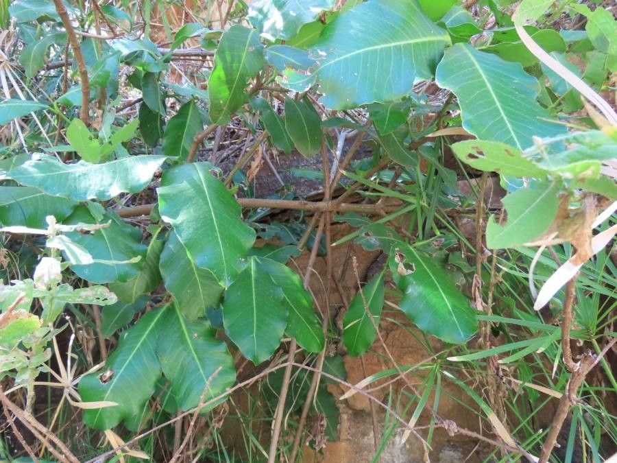 Garcinia livingstonei habit