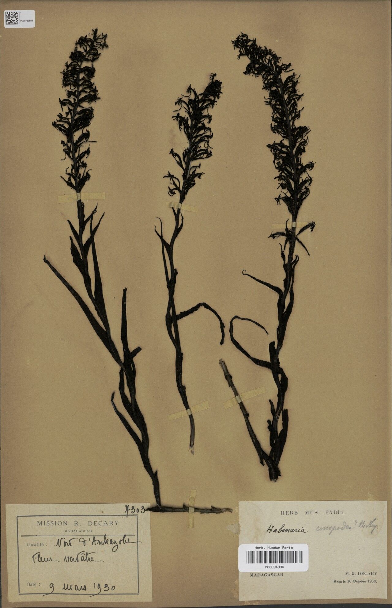 Habenaria conopodes — houseplant care guide