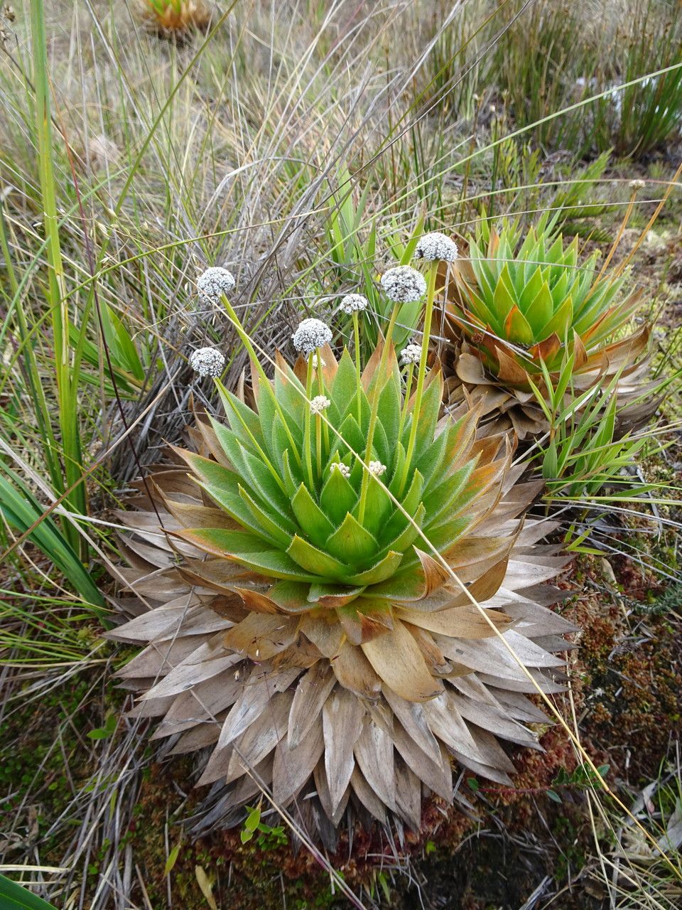 Paepalanthus alpinus habit