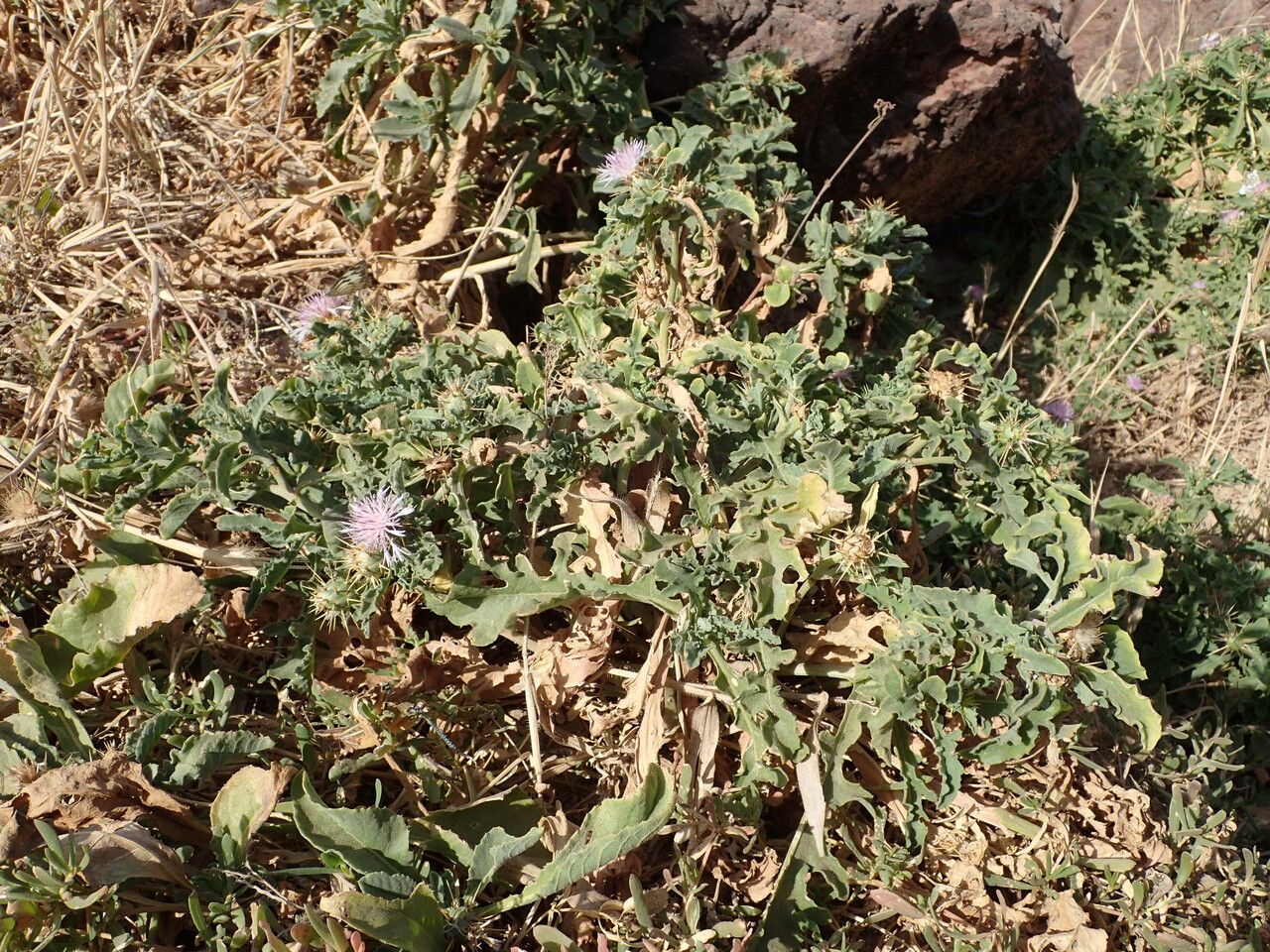 Centaurea senegalensis habit