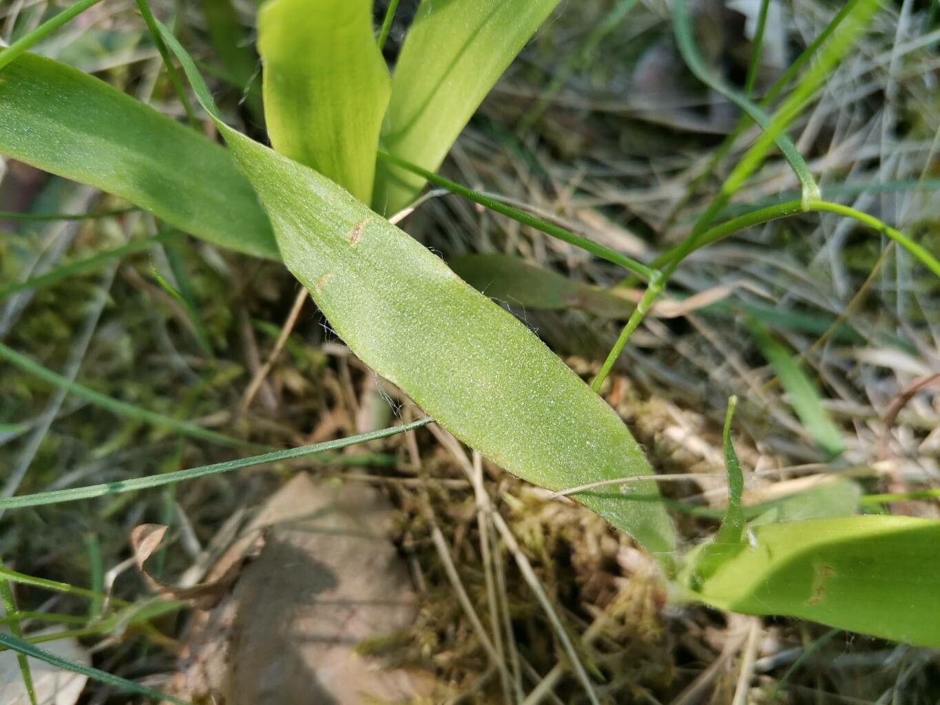 Luzula parviflora leaf