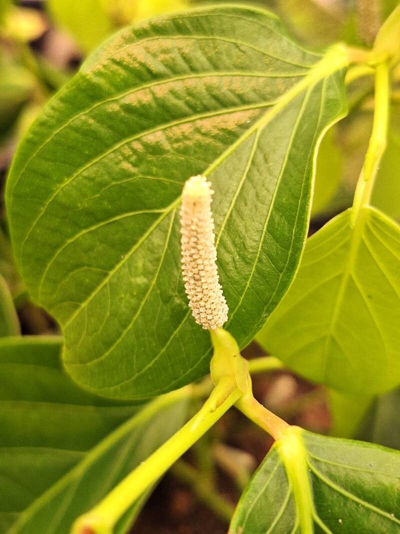 Piper callosum flower