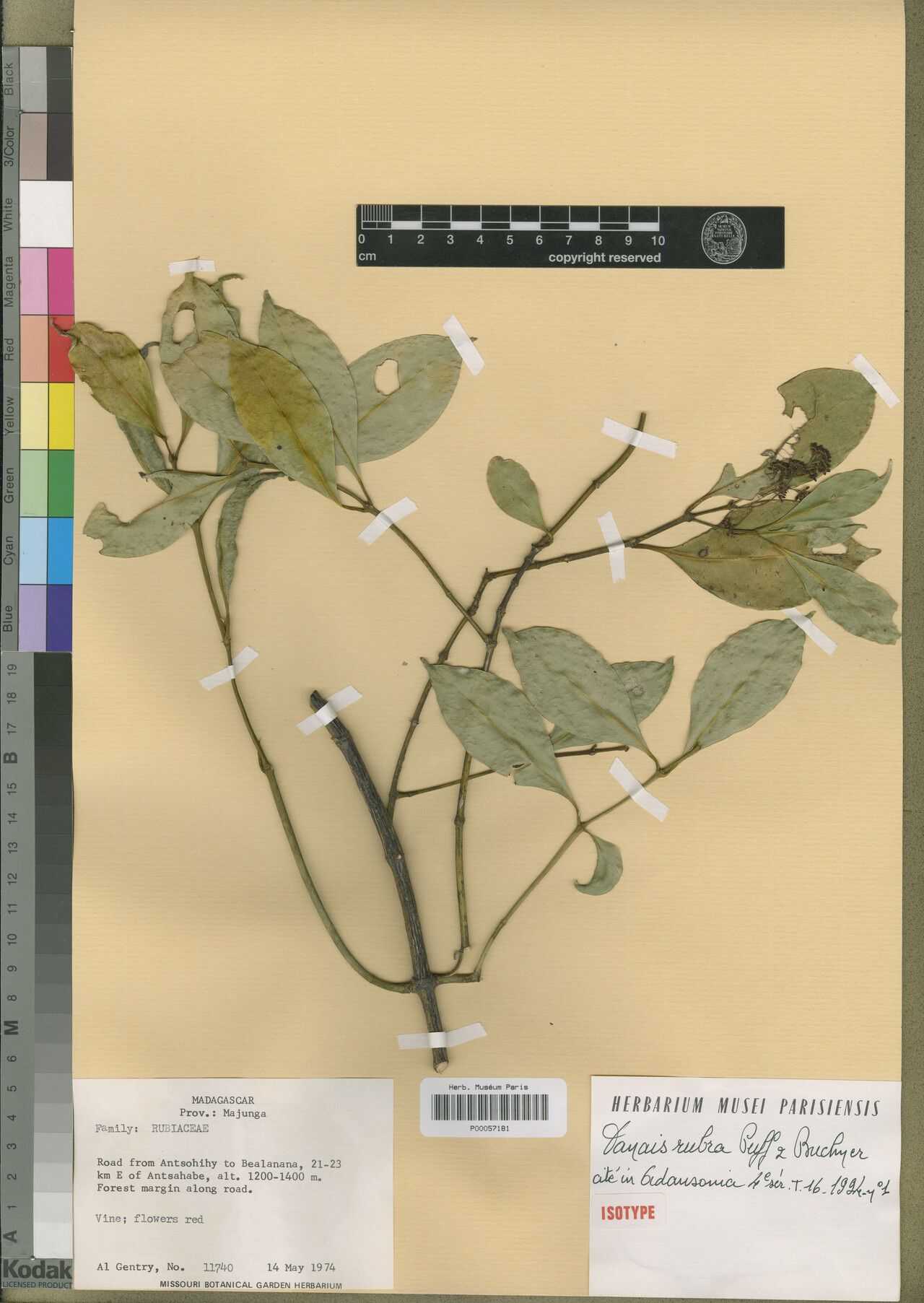 Danais rubra — houseplant care guide