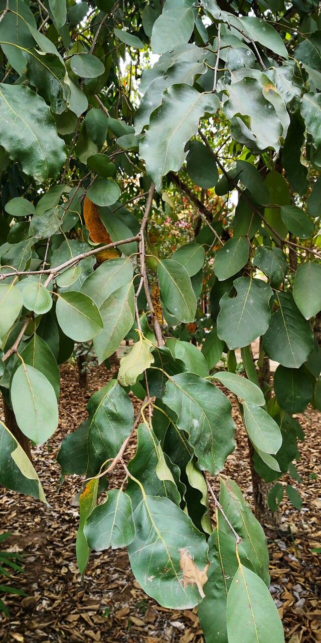 Terminalia chebula — search result for 'Terminalia'