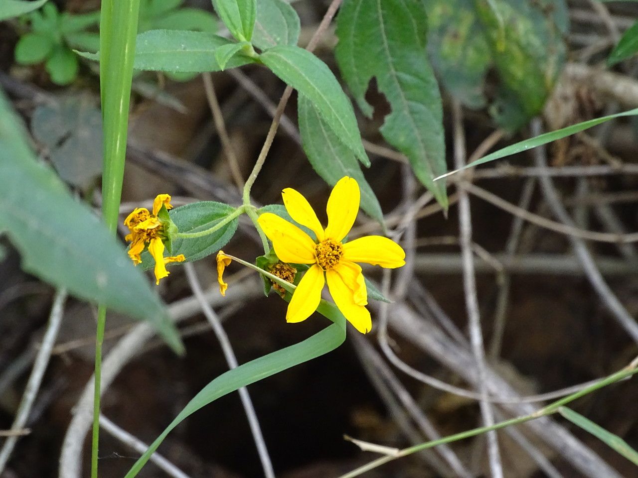 Aspilia mossambicensis flower