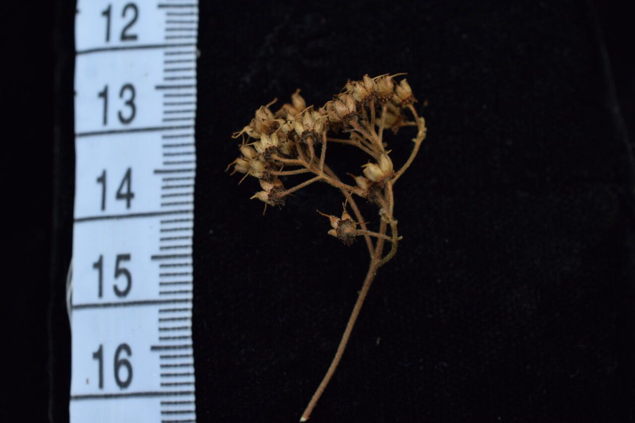 Spiraea micrantha — search result for 'Spiraea'