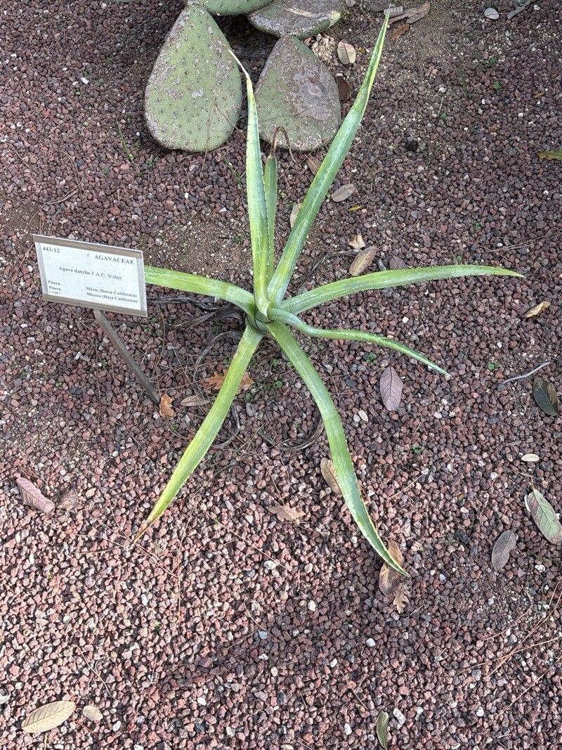 Agave datylio leaf