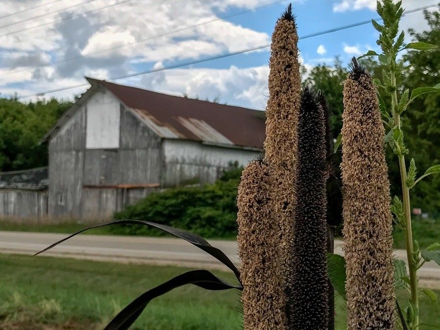 Pennisetum glaucum flower