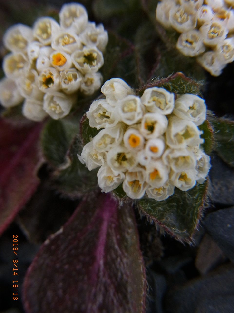 Gomphrena meyeniana — search result for 'Gomphrena'