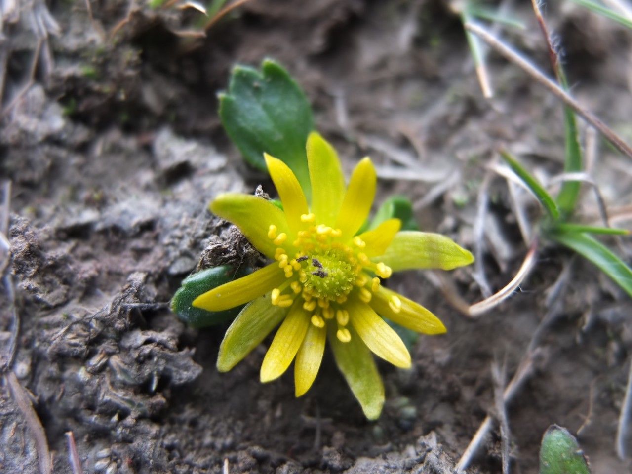 Ranunculus filamentosus flower