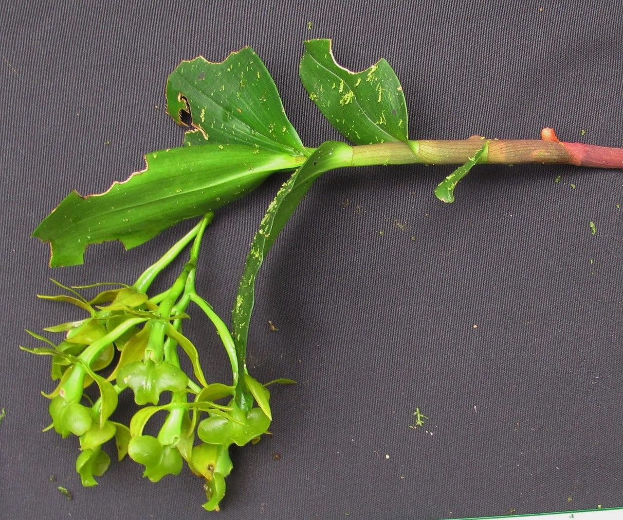 Epidendrum incomptum other