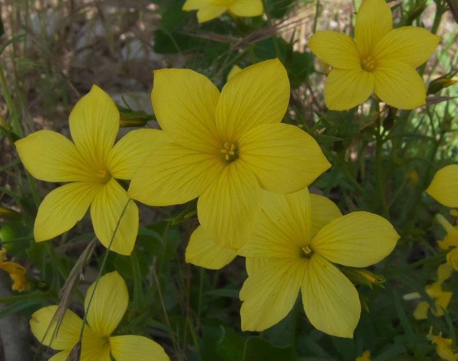 Linum campanulatum flower