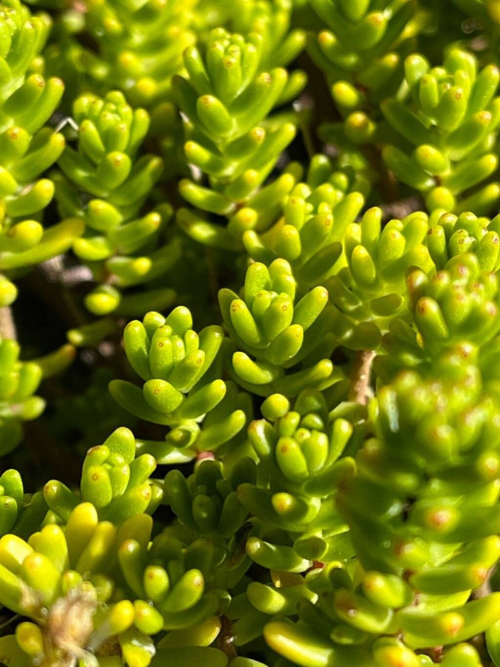 Sedum ruwenzoriense — houseplant care guide