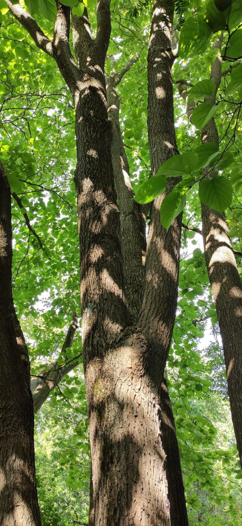 Morus cathayana habit