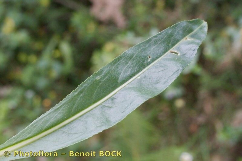 Senecio lopezii leaf
