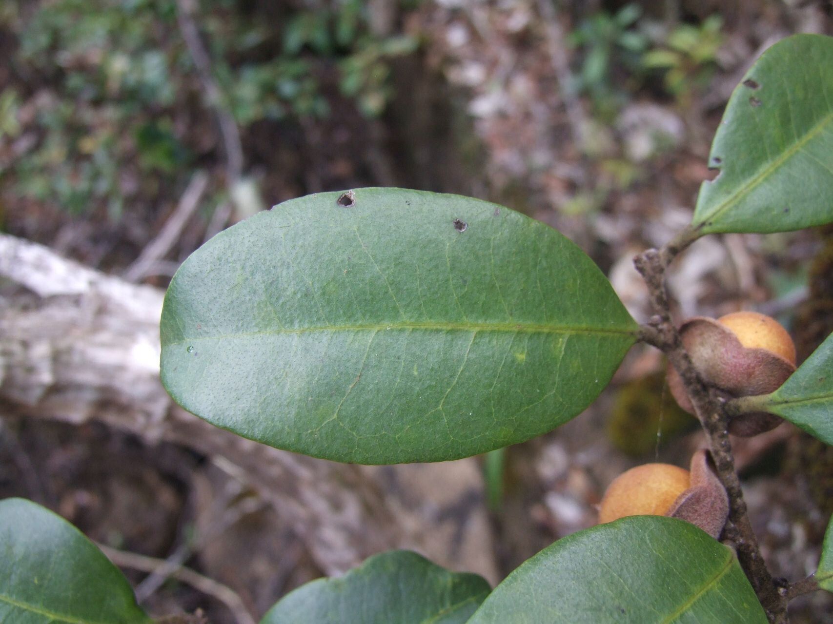 Diospyros parviflora leaf