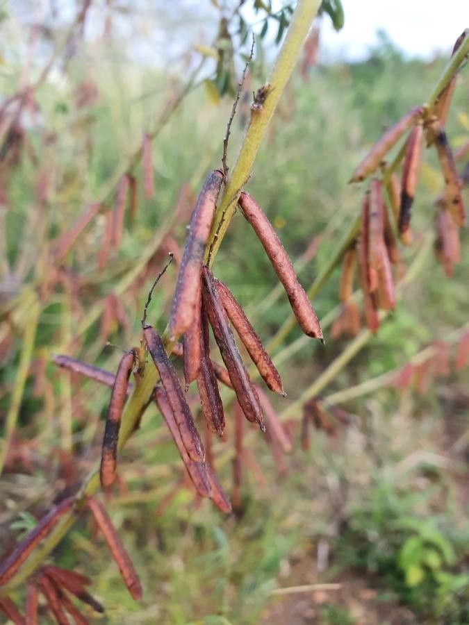 Indigofera arrecta fruit