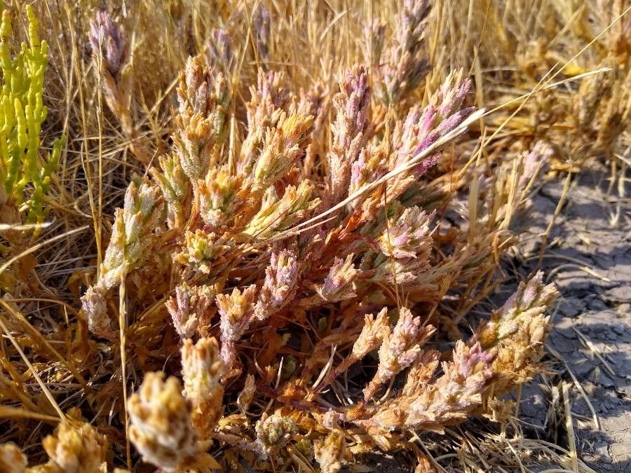 Cordylanthus palmatus habit