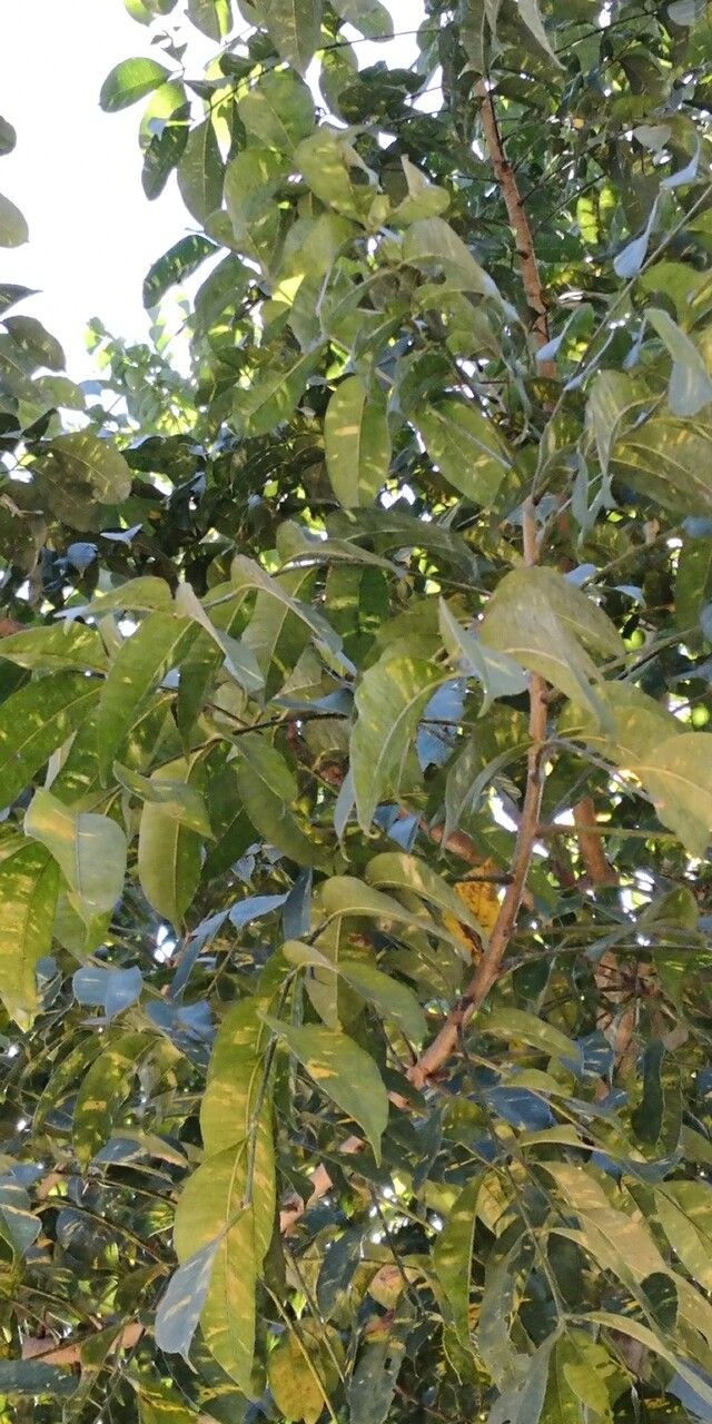 Trichilia emetica — hardiness zone 12 houseplant