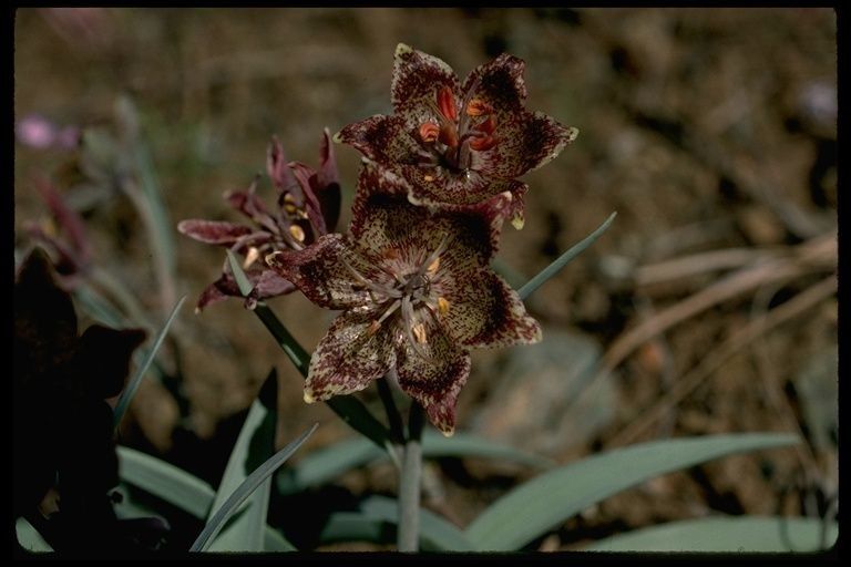 Fritillaria falcata flower