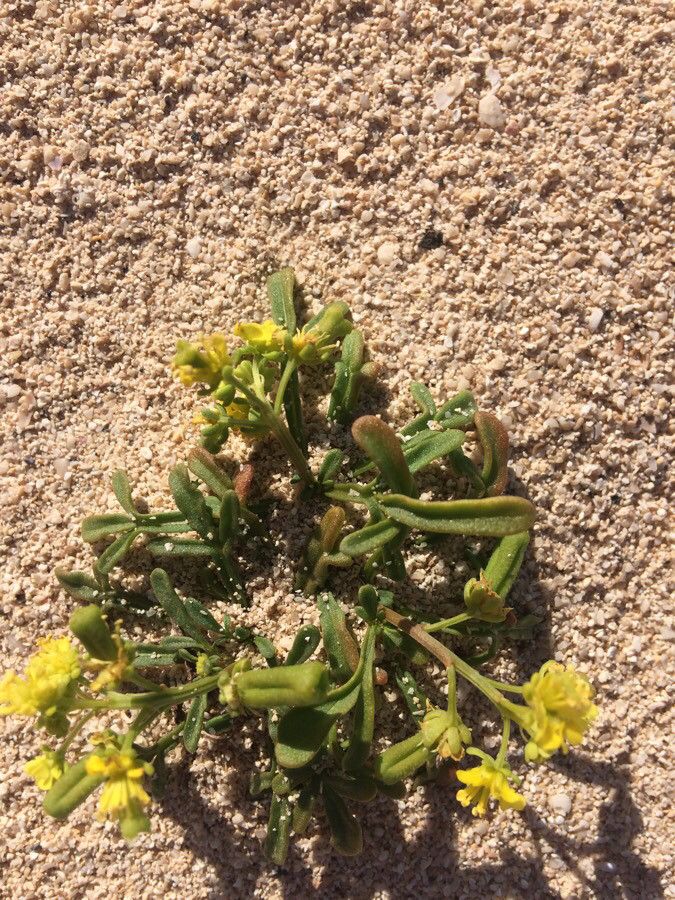 Reseda crystallina leaf
