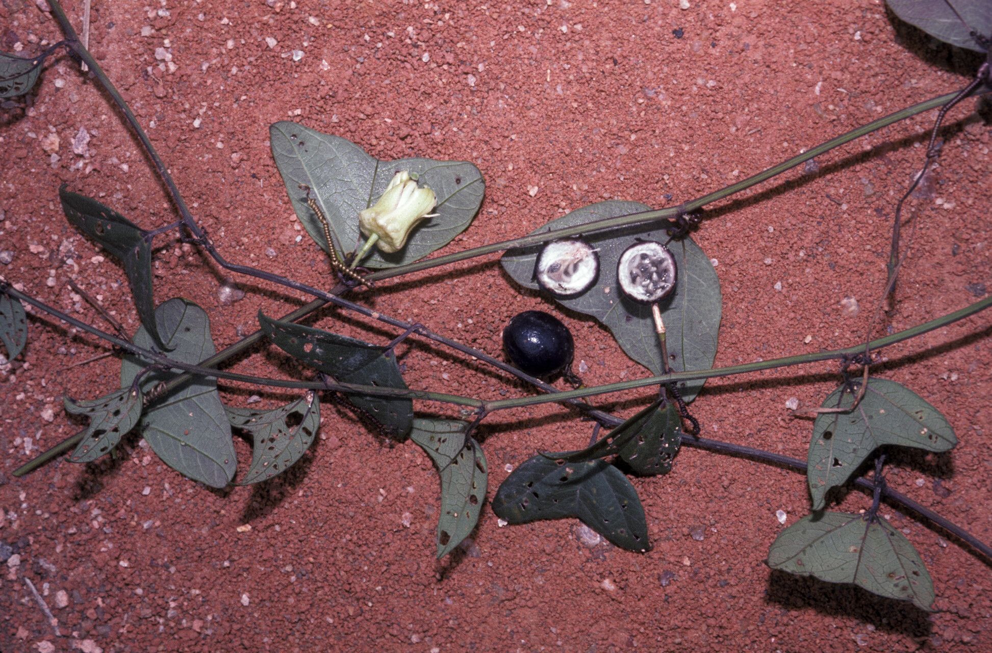 Passiflora vespertilio fruit