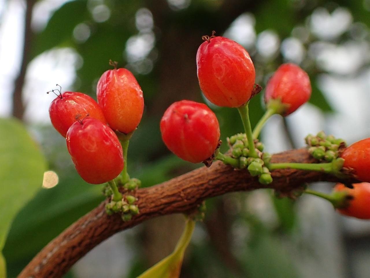 Erythroxylum coca fruit