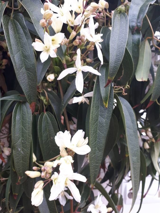 Clematis armandii — search result for 'Clematis'