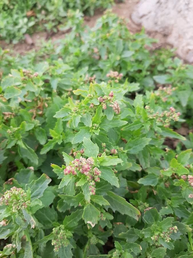 Oxybasis chenopodioides flower