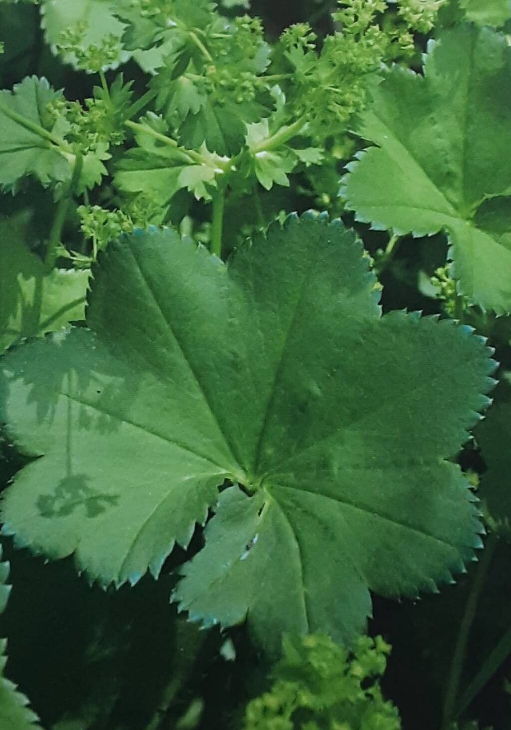 Alchemilla baltica — houseplant care guide