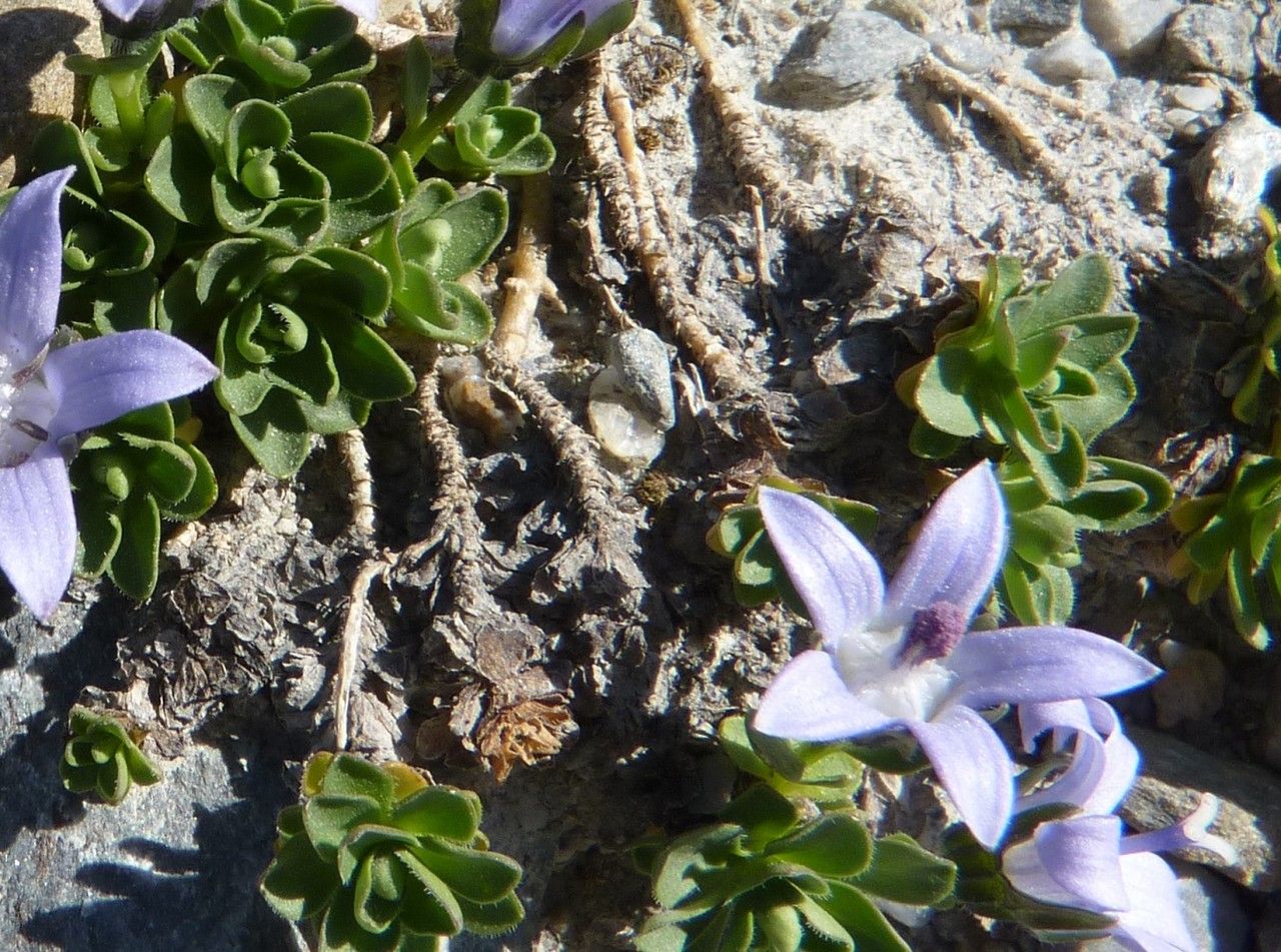 Campanula cenisia bark