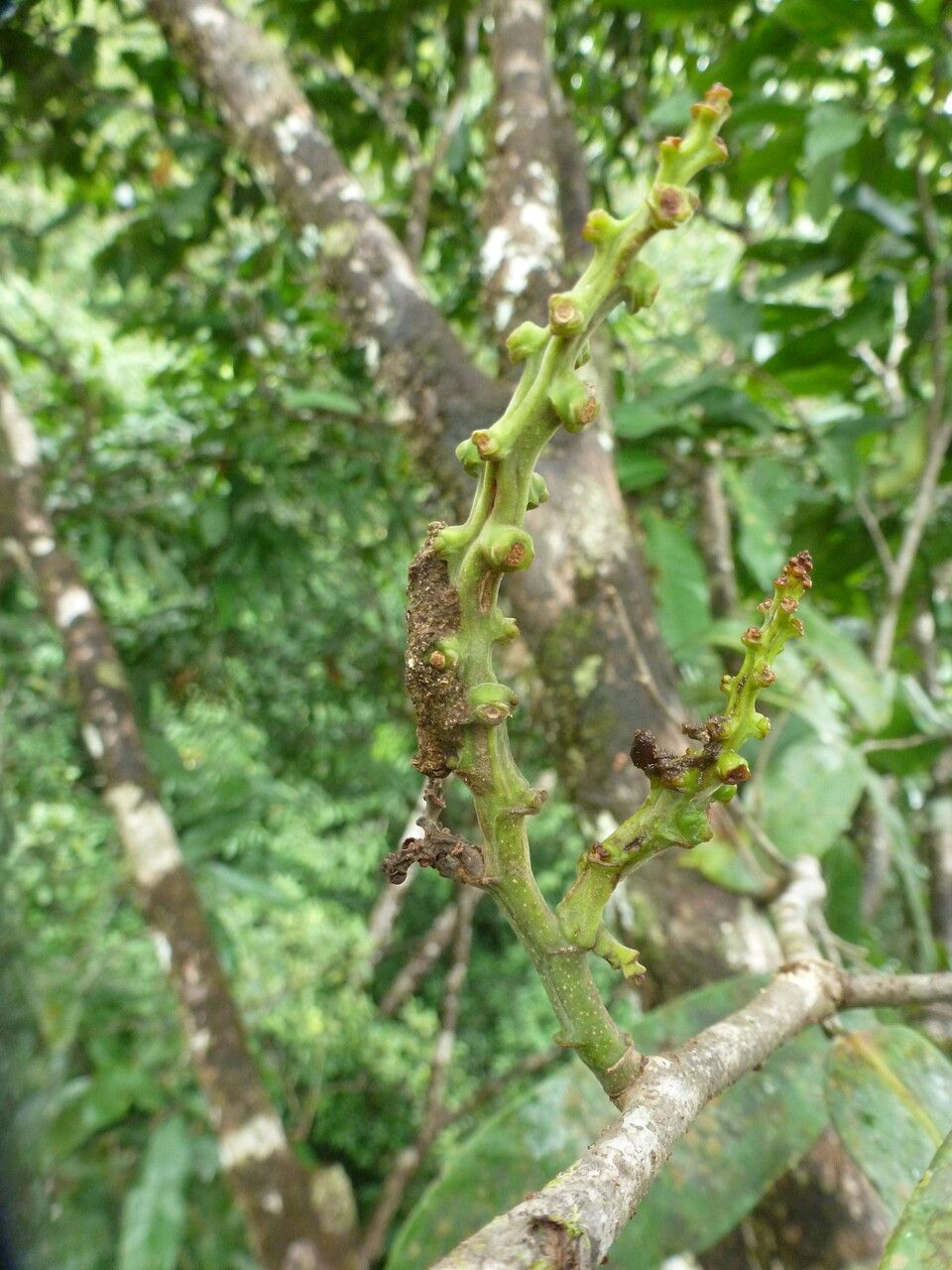 Eschweilera coriacea flower