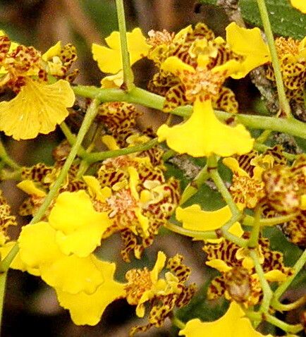 Gomesa ramosa — houseplant care guide