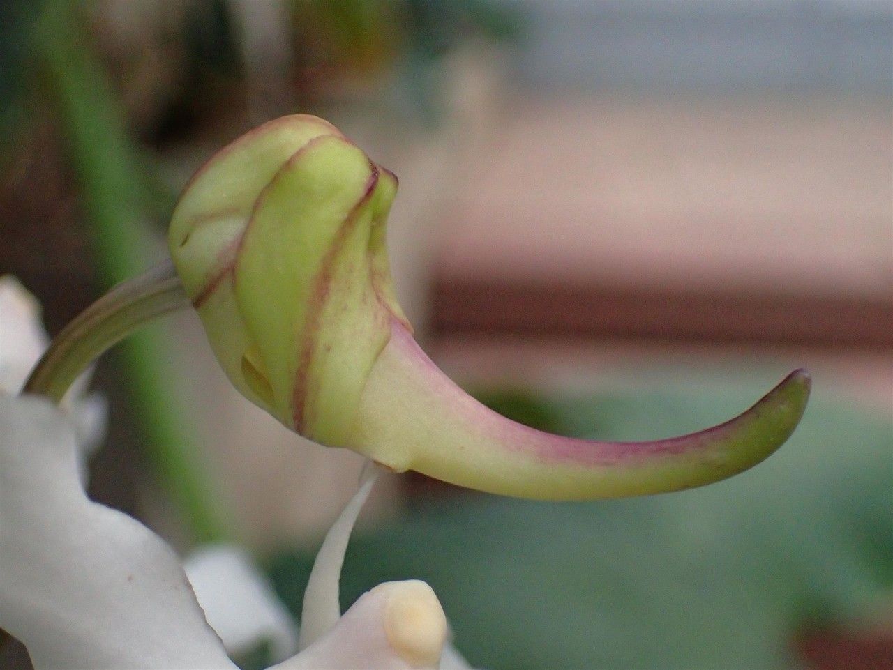 Papilionanthe vandarum flower