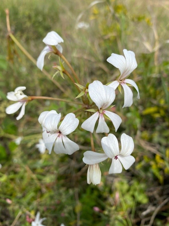 Pelargonium quinquelobatum flower