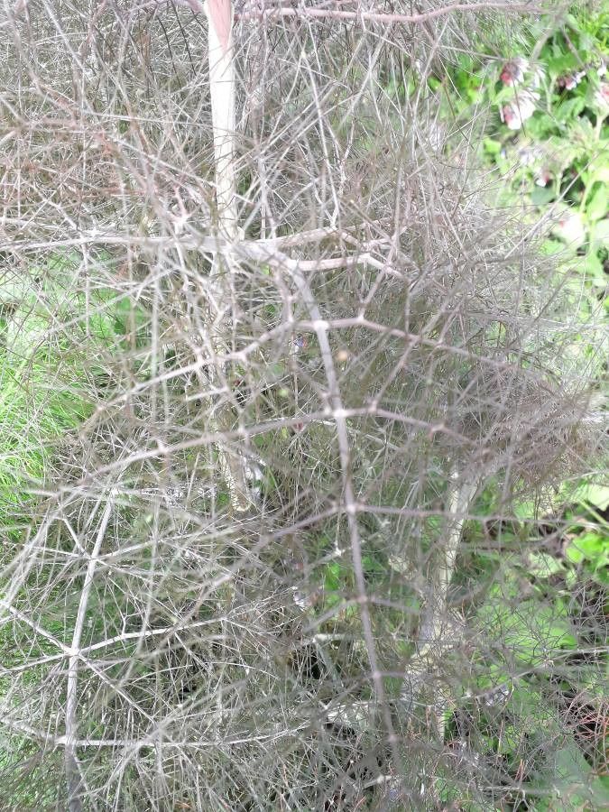 Forestiera pubescens leaf