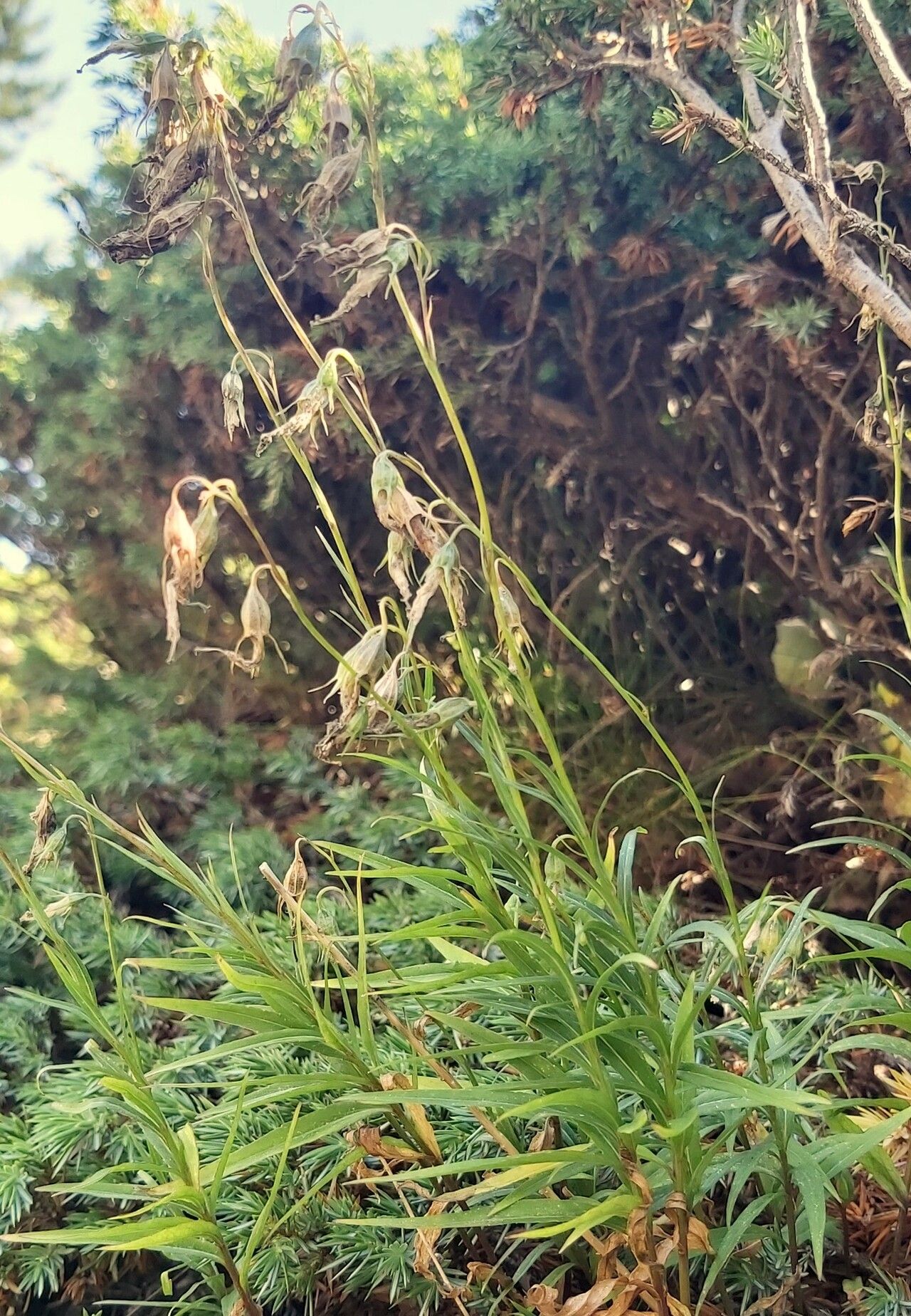 Campanula trojanensis — houseplant care guide