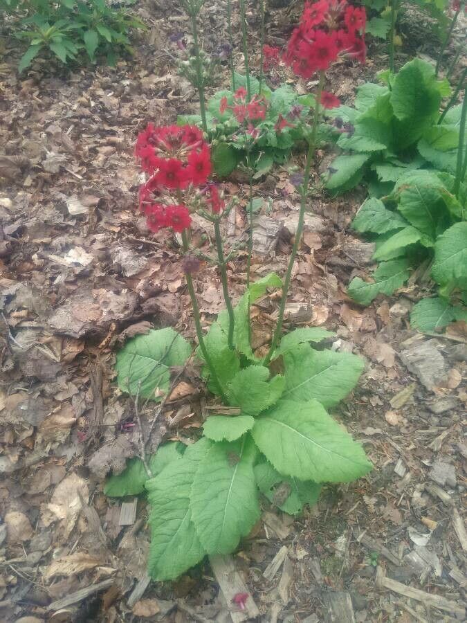 Primula japonica habit