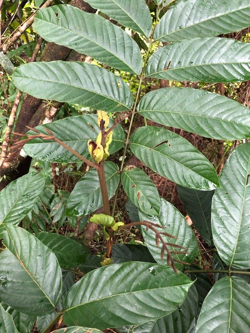 Tachigali versicolor — houseplant care guide