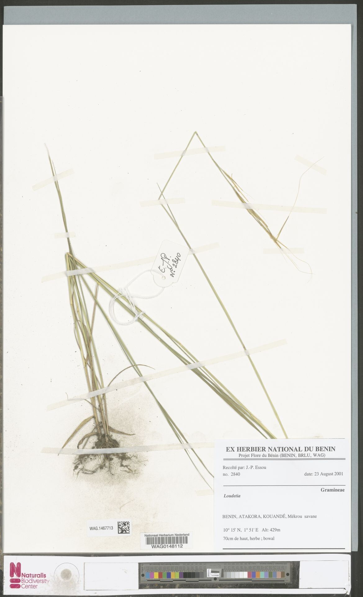 Loudetia annua — related species from the same genus