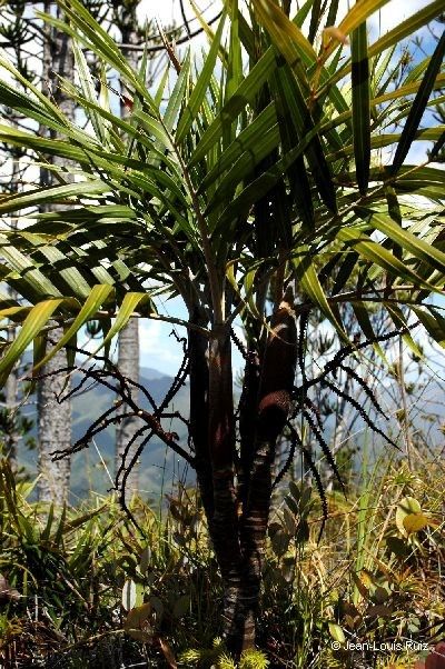 Basselinia deplanchei habit