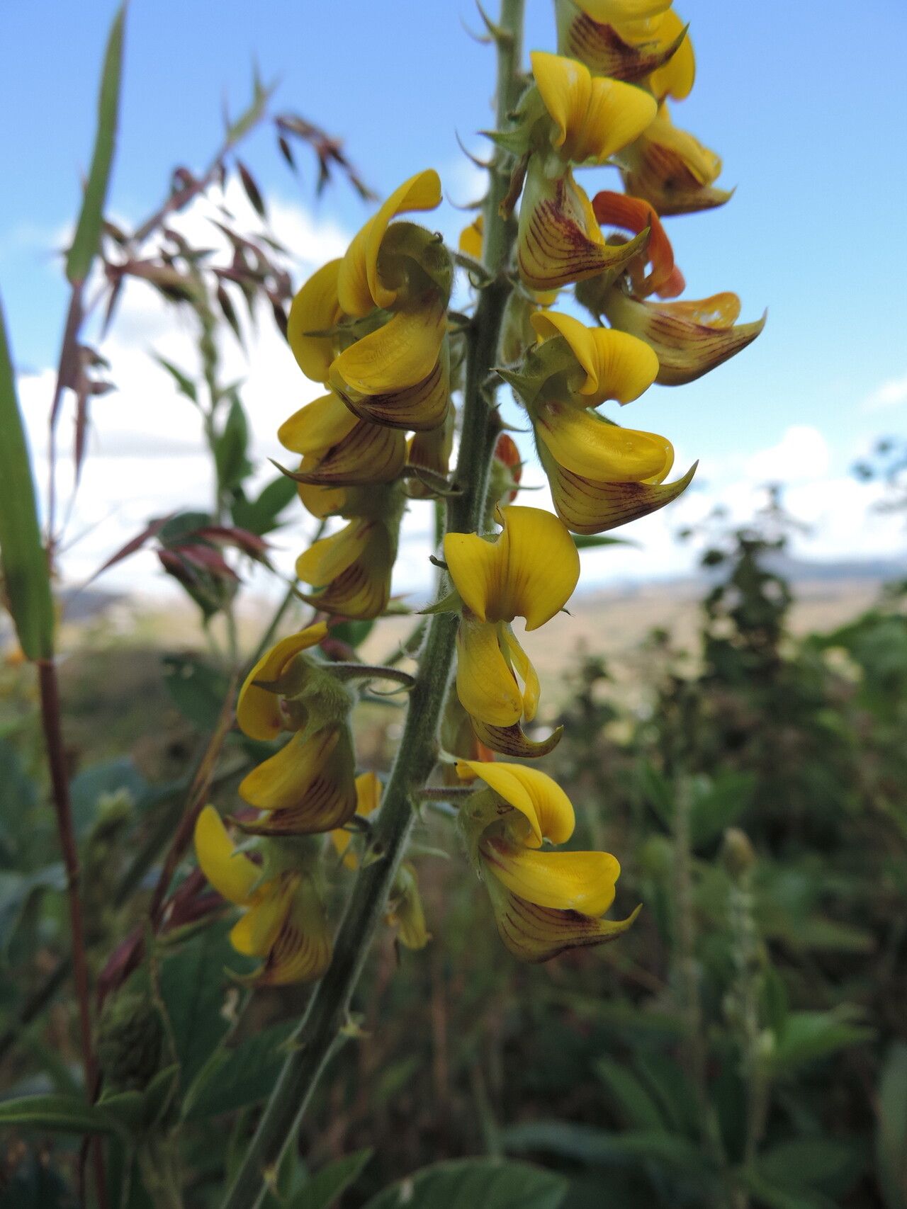 Crotalaria cleomifolia — houseplant care guide