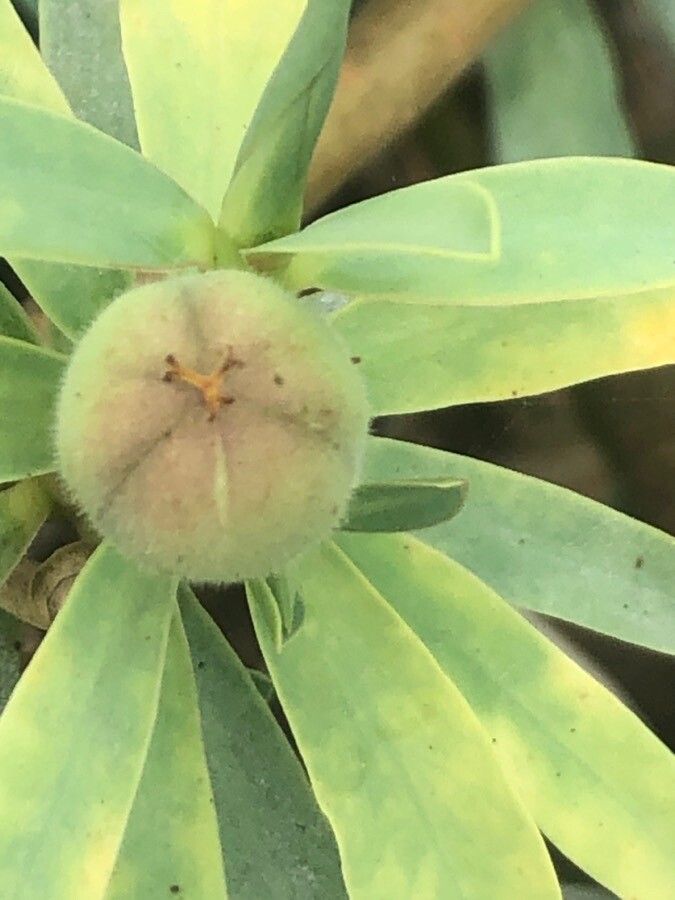Euphorbia balsamifera fruit